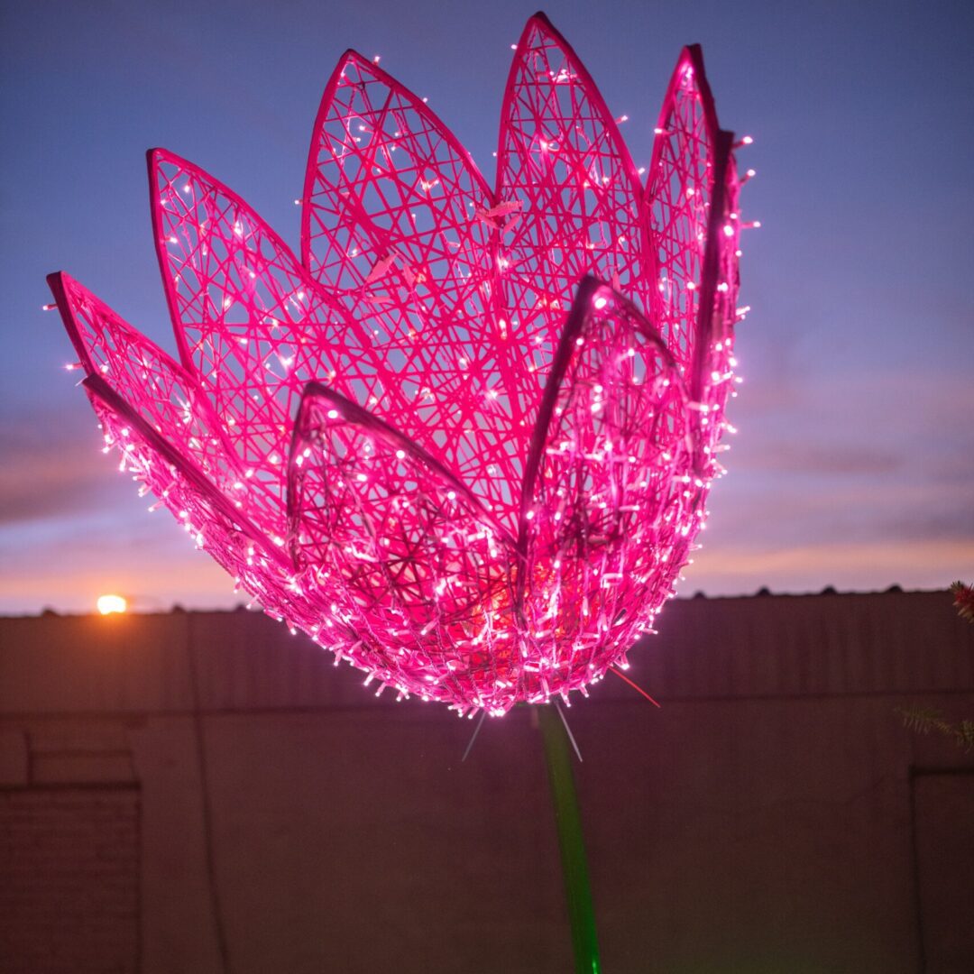 An image of a large lit pink tulip with a green stem.
