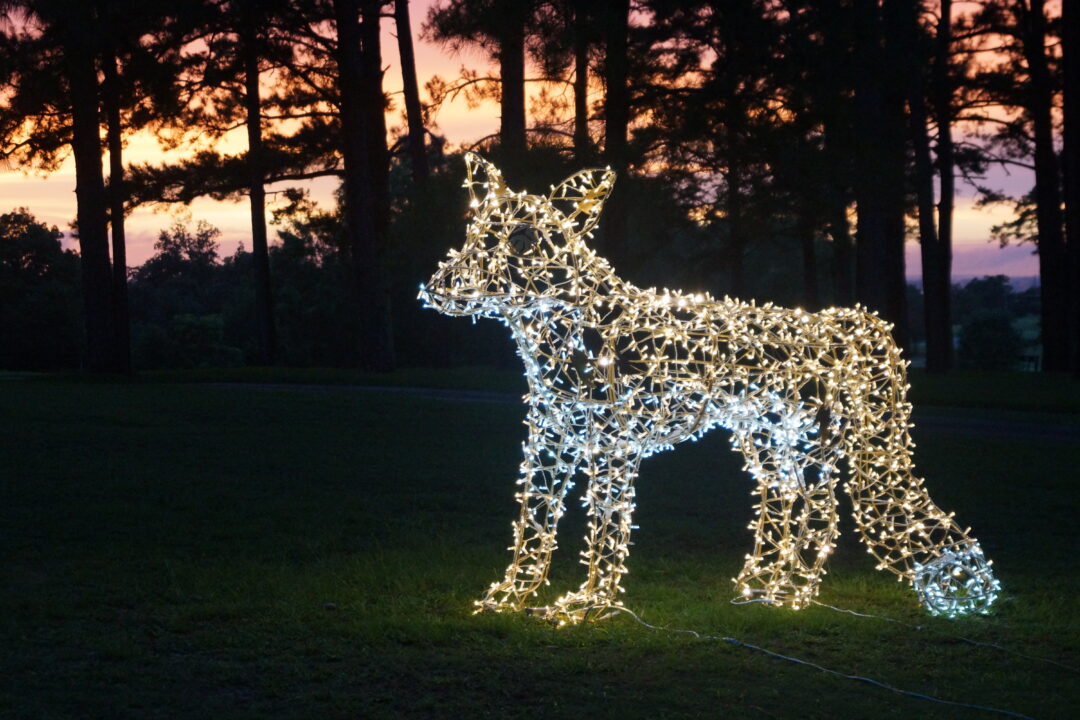 An image of a 3D Illuminated fox, made of a metal frame and mini LED lights.