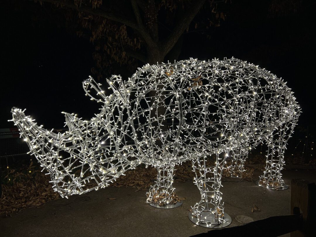 An image of a large 3D illuminated rhino, made from a silver metal frame, and cool white mini LED Christmas lights.