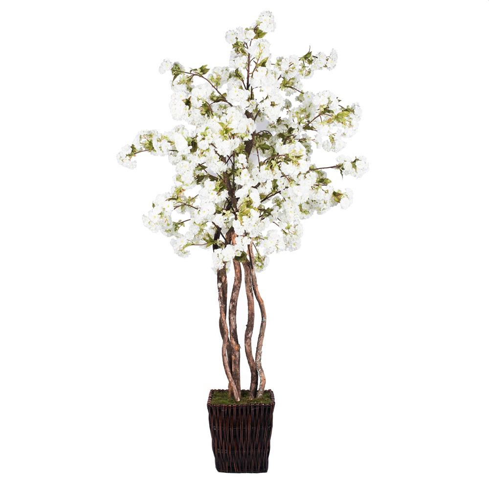 An image of a beautiful white cherry blossom, blooming in a dark brown rattan basket.